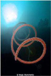 Raja Ampat by Sergiy Glushchenko 